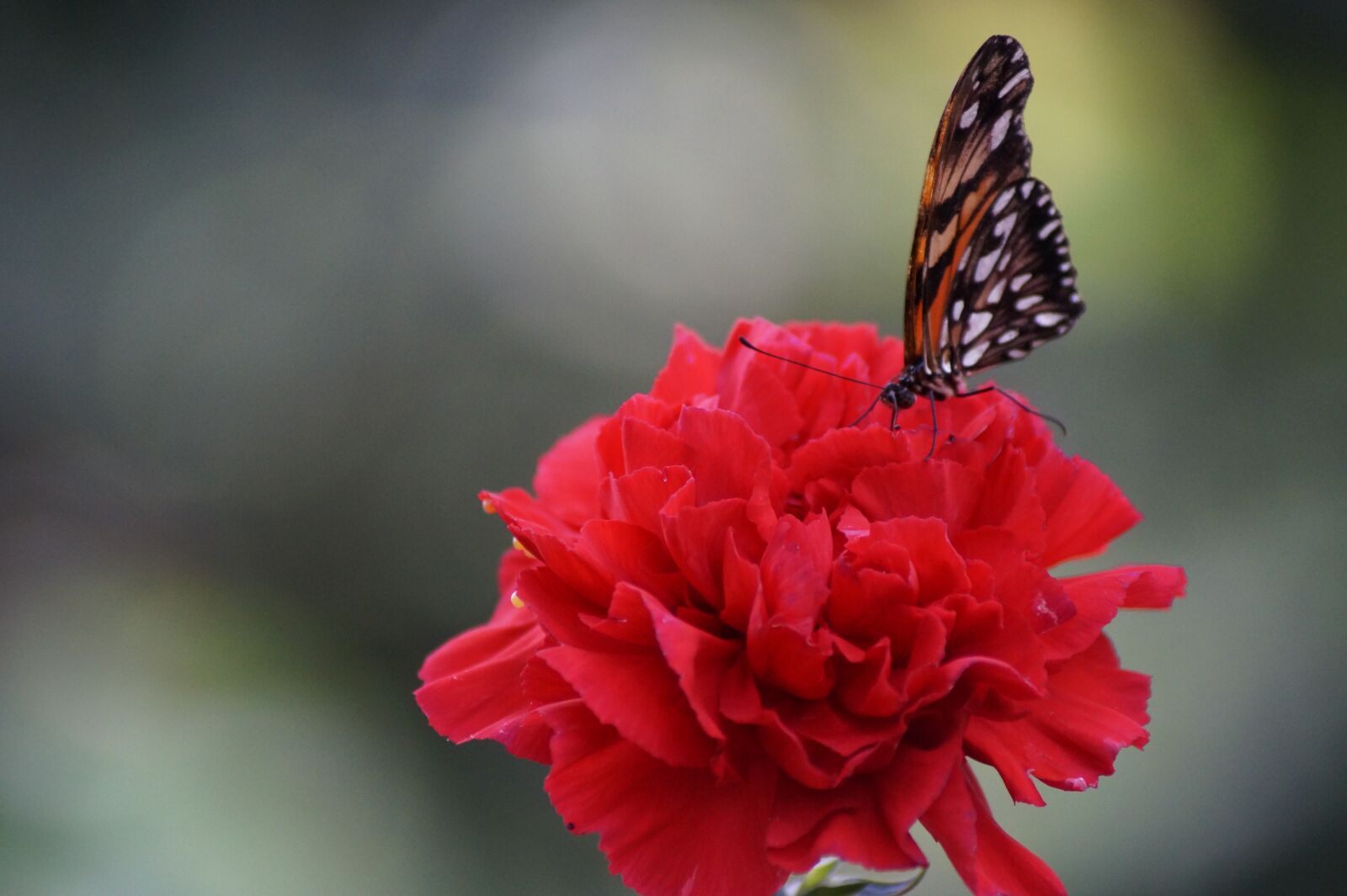 Sony SLT-A58 sample photo. Butterfly, flower, nature photography