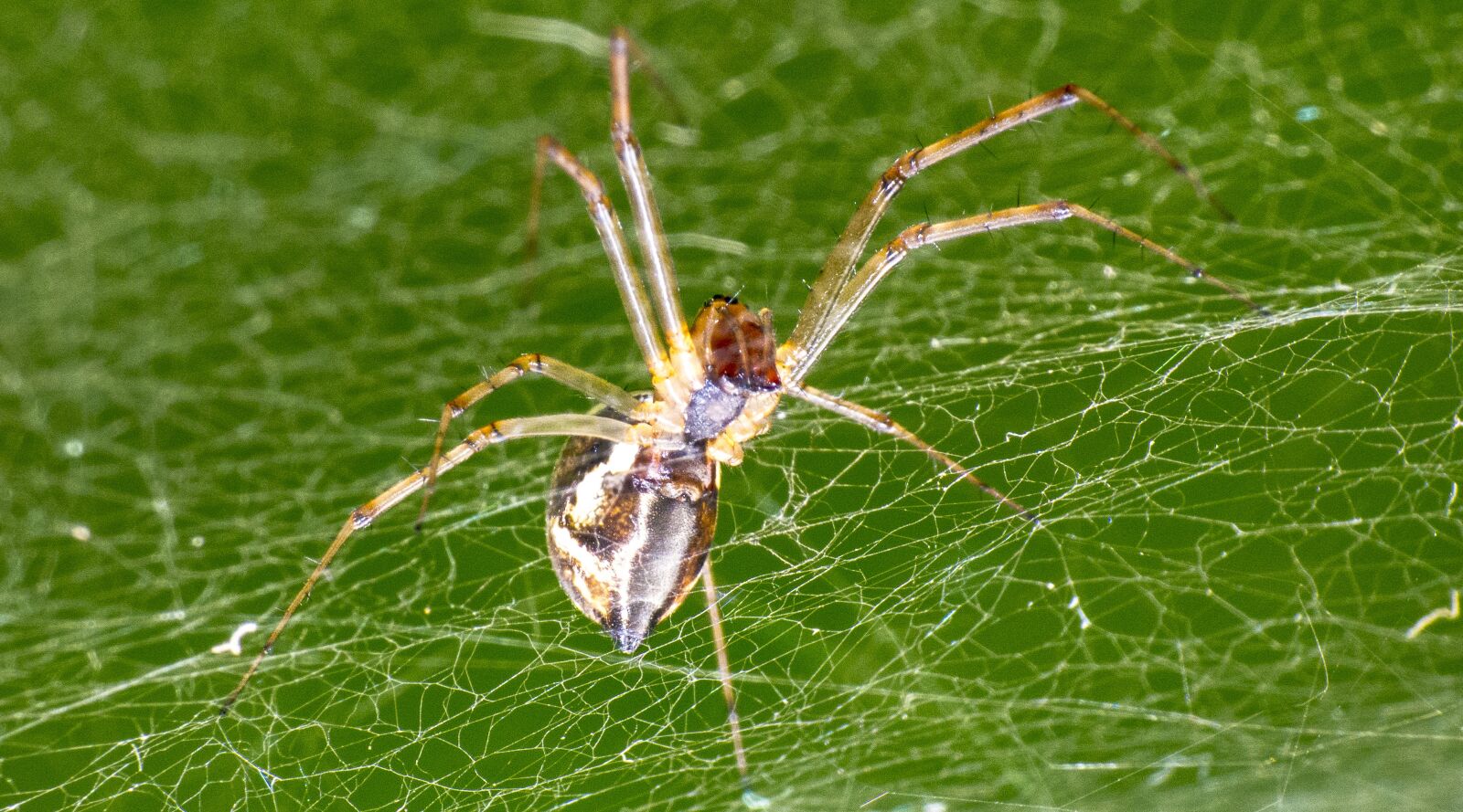 Panasonic DMC-FZ72 sample photo. Spider, insect, arachnid photography