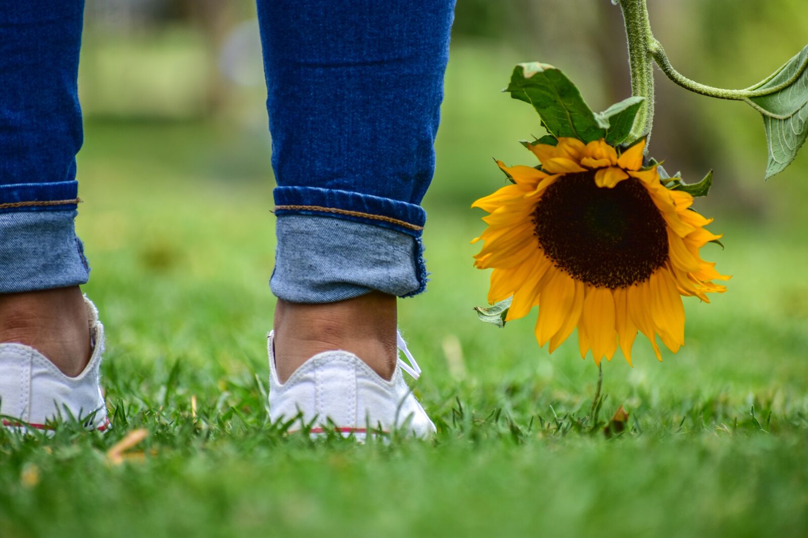 Nikon D3400 sample photo. Sunflower, plain, landscape photography
