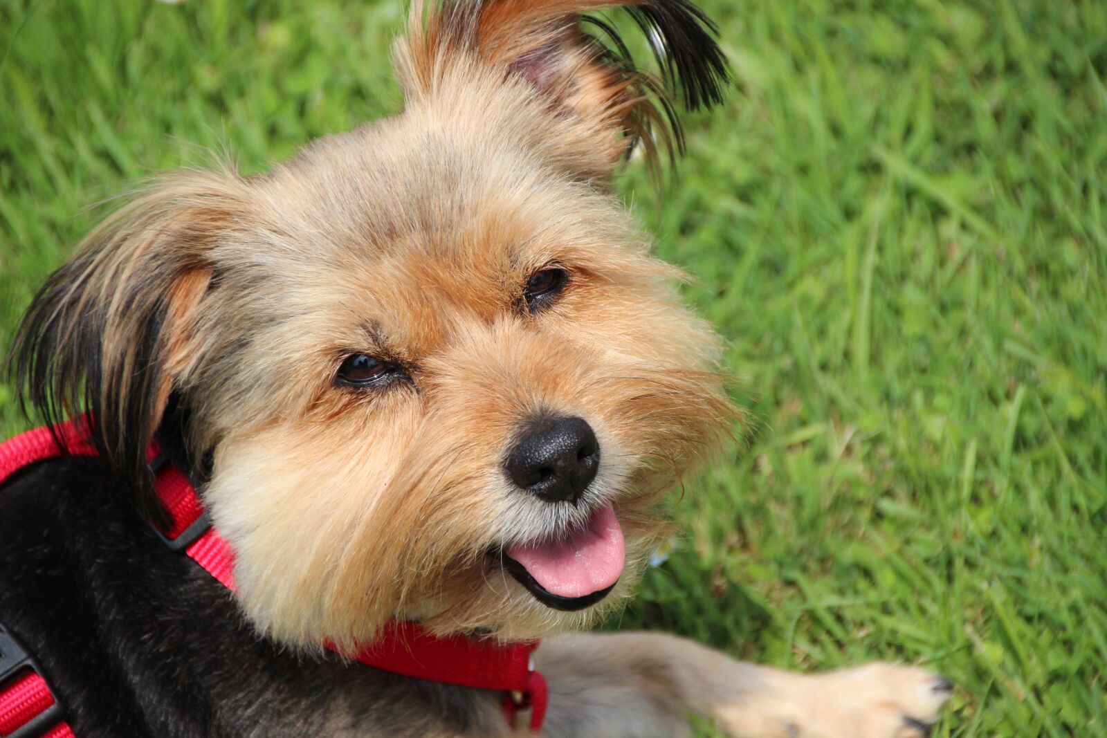 Canon EOS 600D (Rebel EOS T3i / EOS Kiss X5) sample photo. Dog, yorkshire terrier, small photography