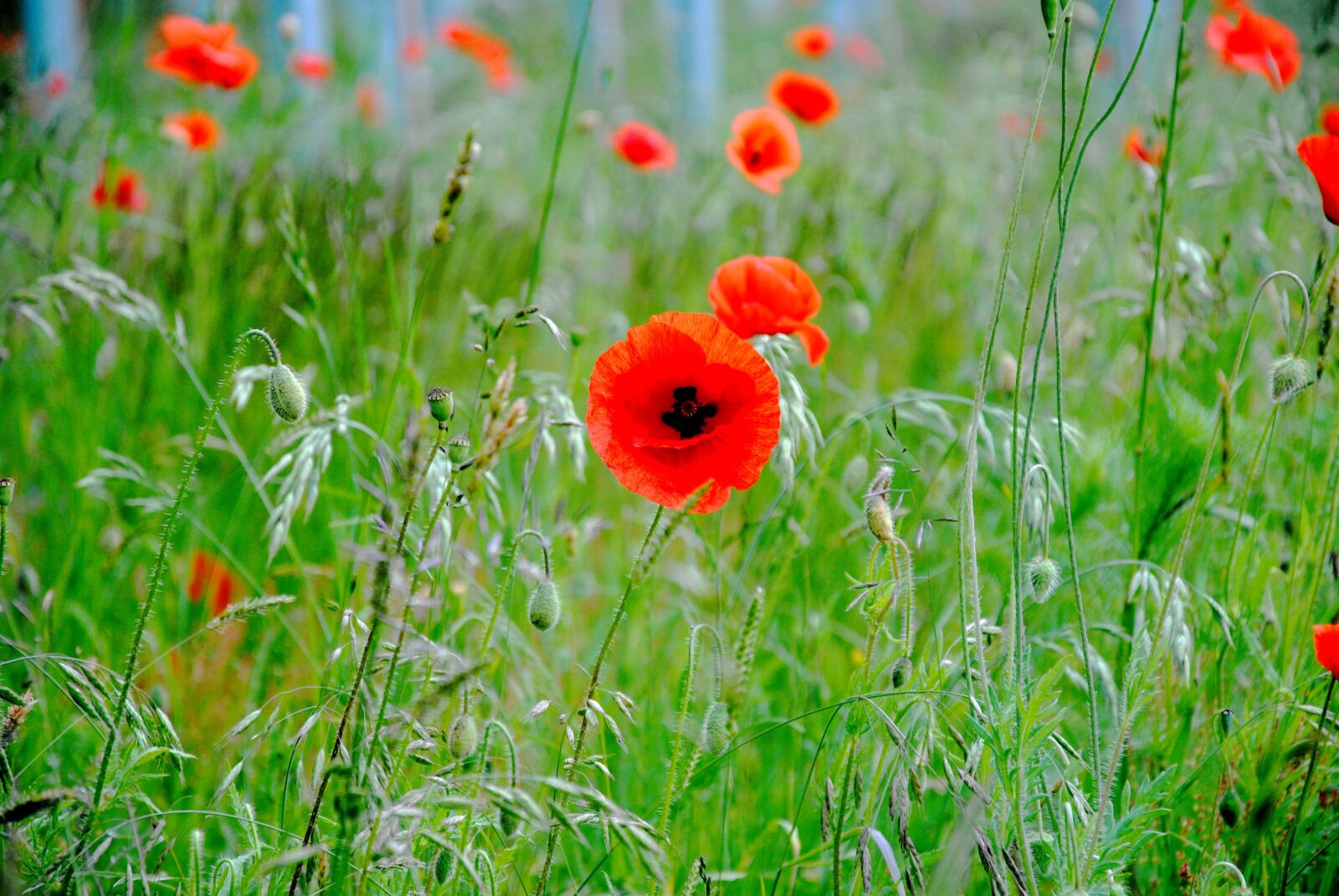 Nikon D3000 sample photo. Poppies, field, meadow photography