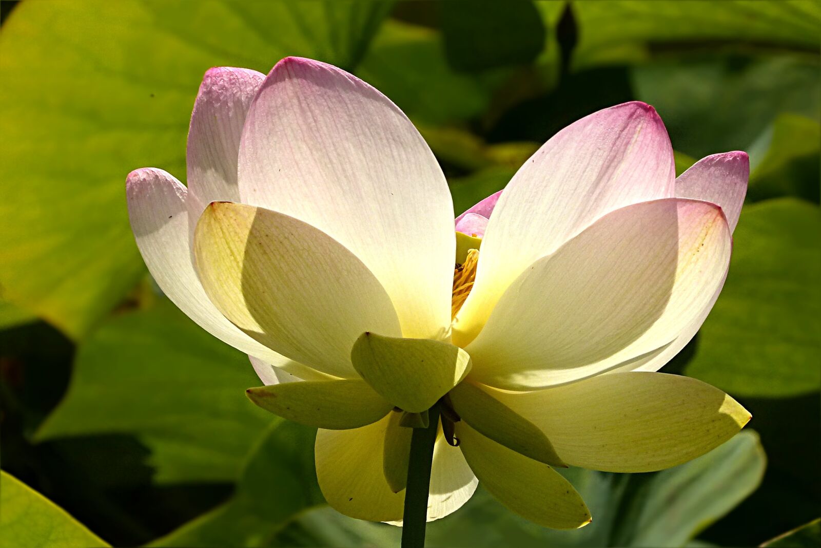Panasonic Lumix DMC-FZ200 sample photo. Flower, lotus flower, lerlumbonaceae photography