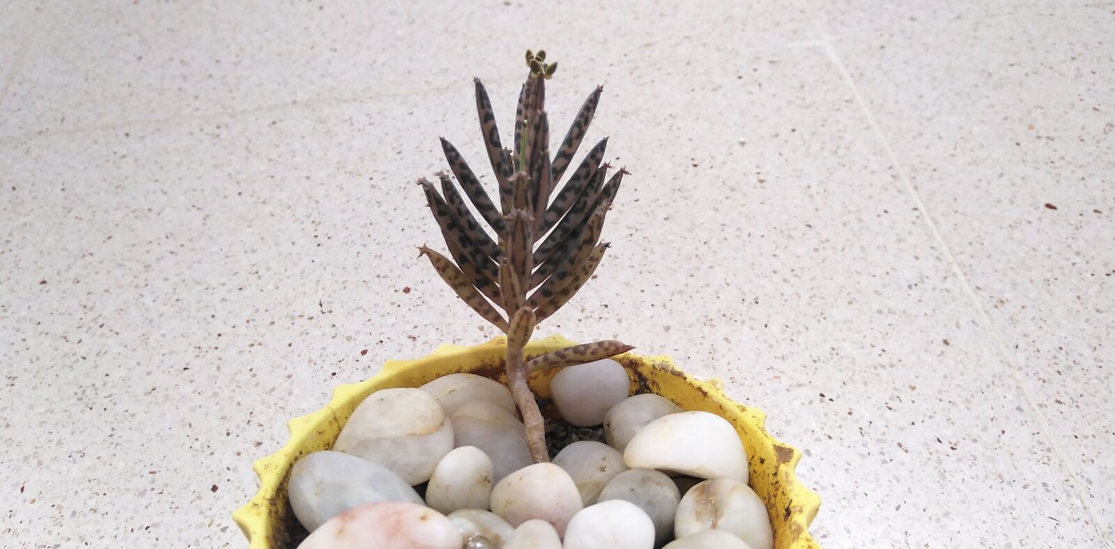 HUAWEI DUB-LX1 sample photo. Plant candlestick, kalanchoe, crassulaceae photography