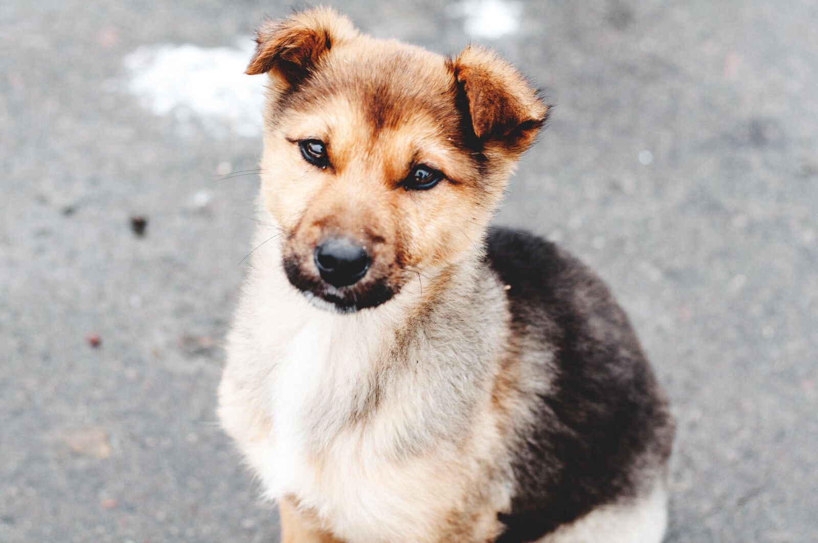 Nikon D90 + Nikon AF-S Nikkor 50mm F1.8G sample photo. Animal, dog, doggy, friend photography