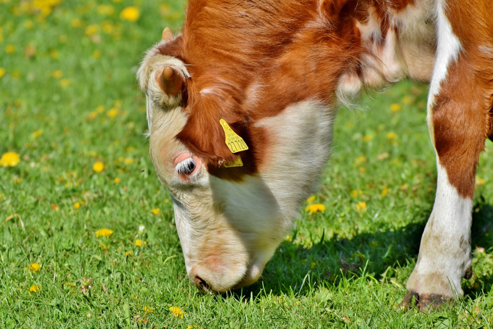 Nikon D7200 sample photo. Calf, cow, beef photography