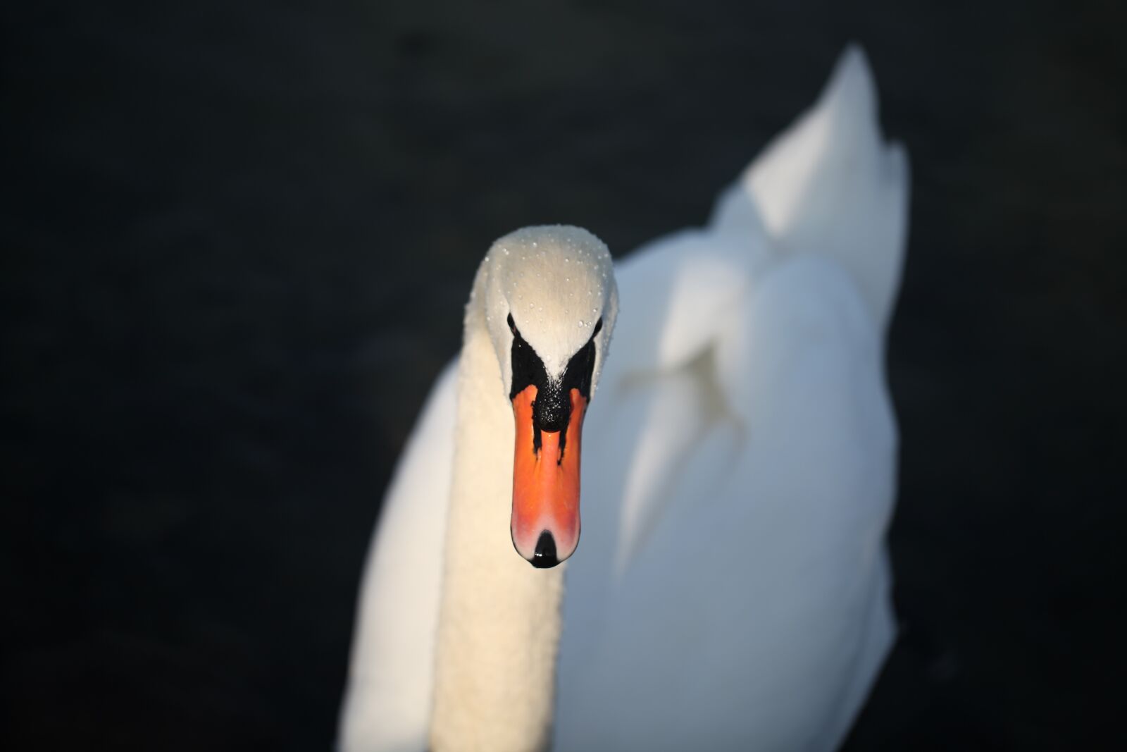Canon EOS 5D Mark II sample photo. Swan, white, schwan photography