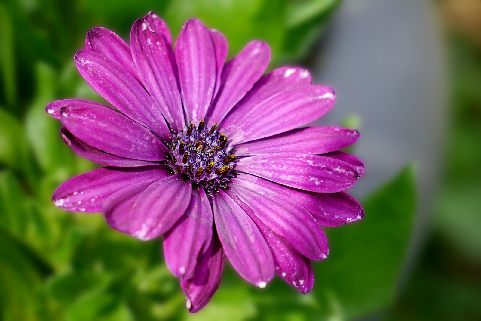 Panasonic Lumix DMC-G6 sample photo. Flower, blossom, bloom photography