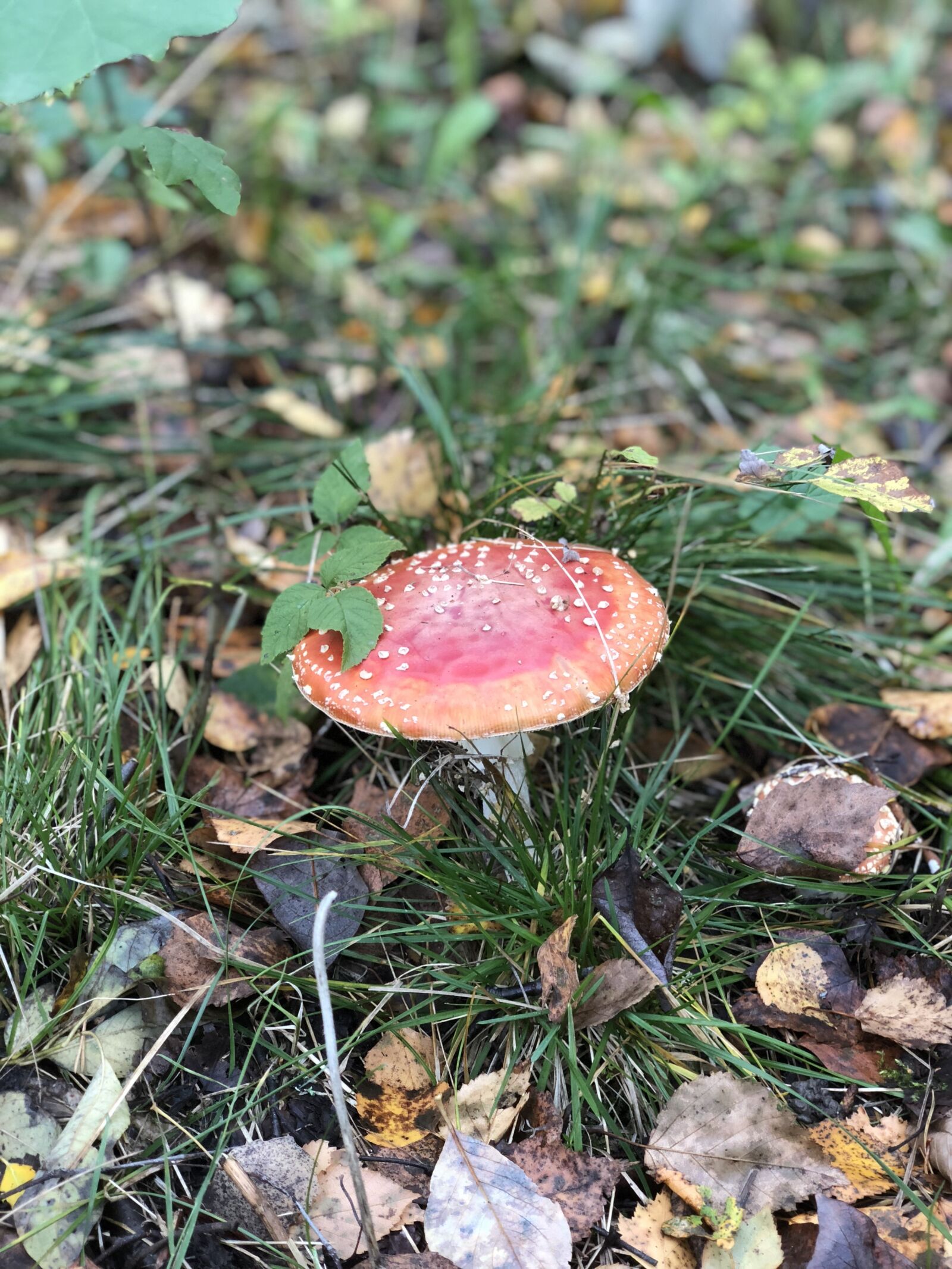 iPhone X back dual camera 6mm f/2.4 sample photo. Fly agaric, autumn, toxic photography
