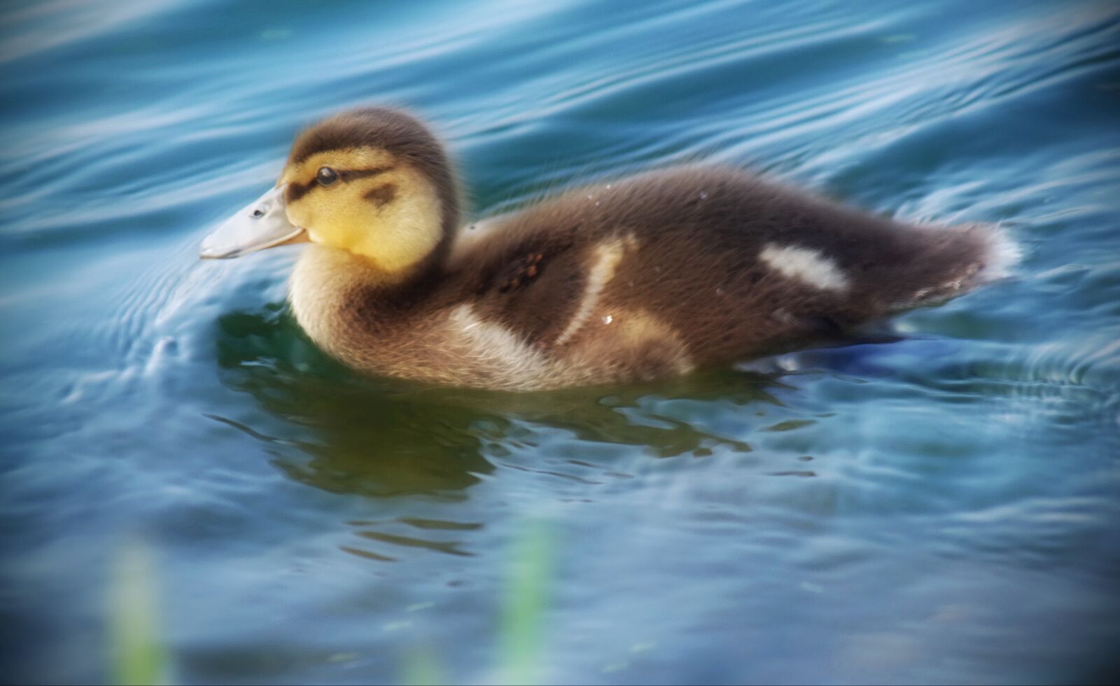 Pentax K-x sample photo. Duck, bird, wild photography