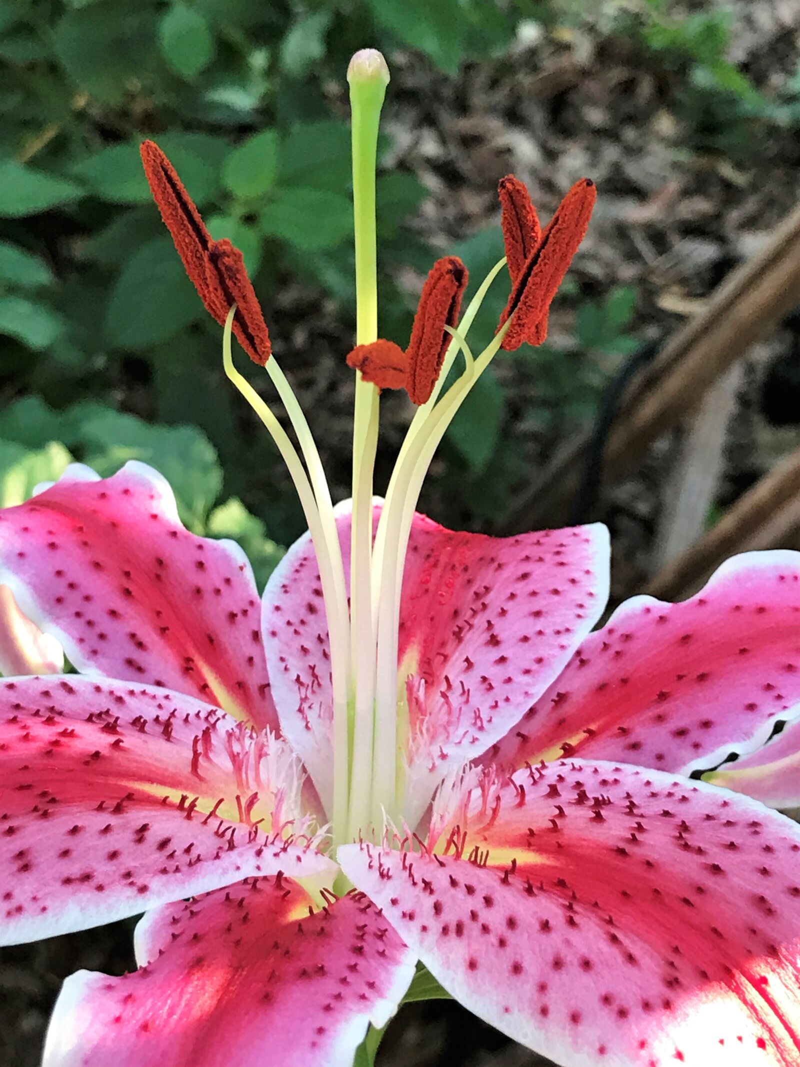 iPhone 7 Plus back dual camera 3.99mm f/1.8 sample photo. Pink and purple flower photography