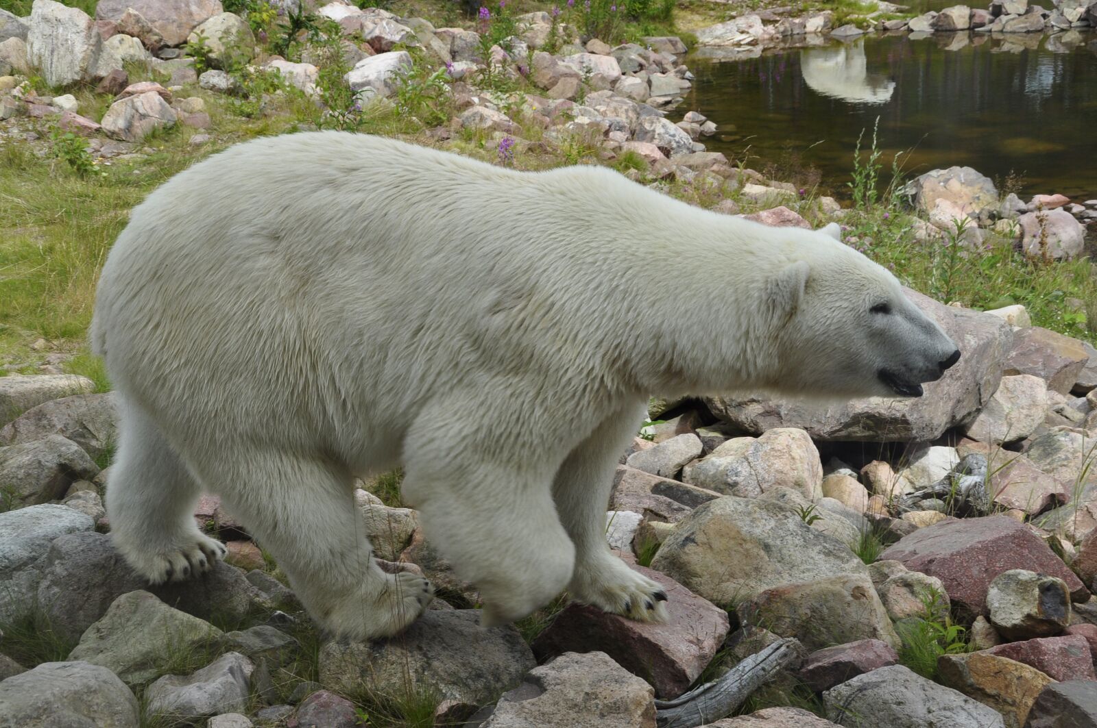 Nikon D5000 sample photo. Polar bear, nature, animal photography