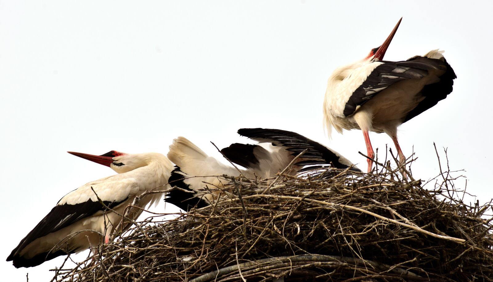 Nikon D3300 sample photo. Storks, stork couple, welcome photography