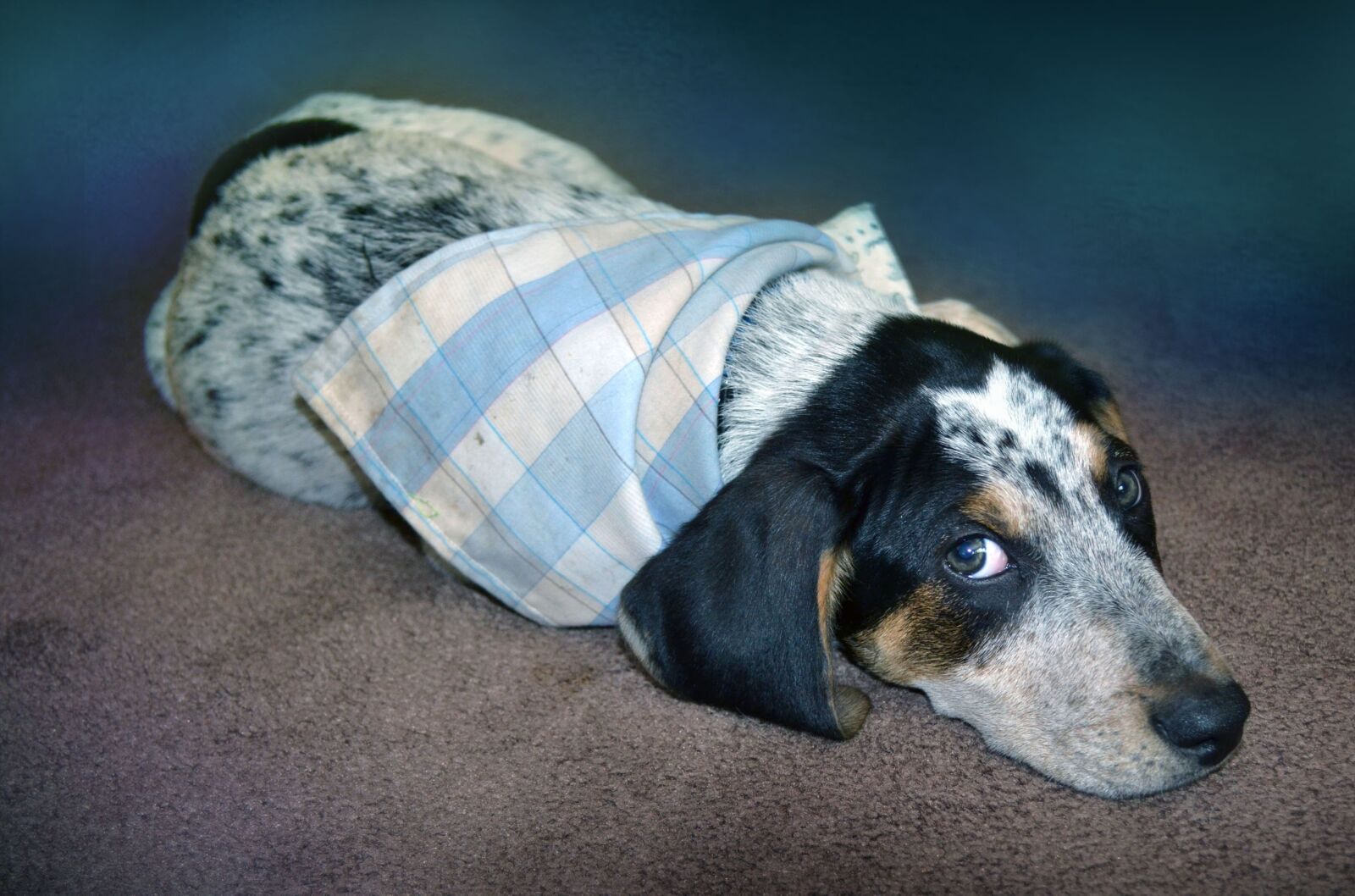 Nikon D3100 sample photo. Puppy, blue, dog photography
