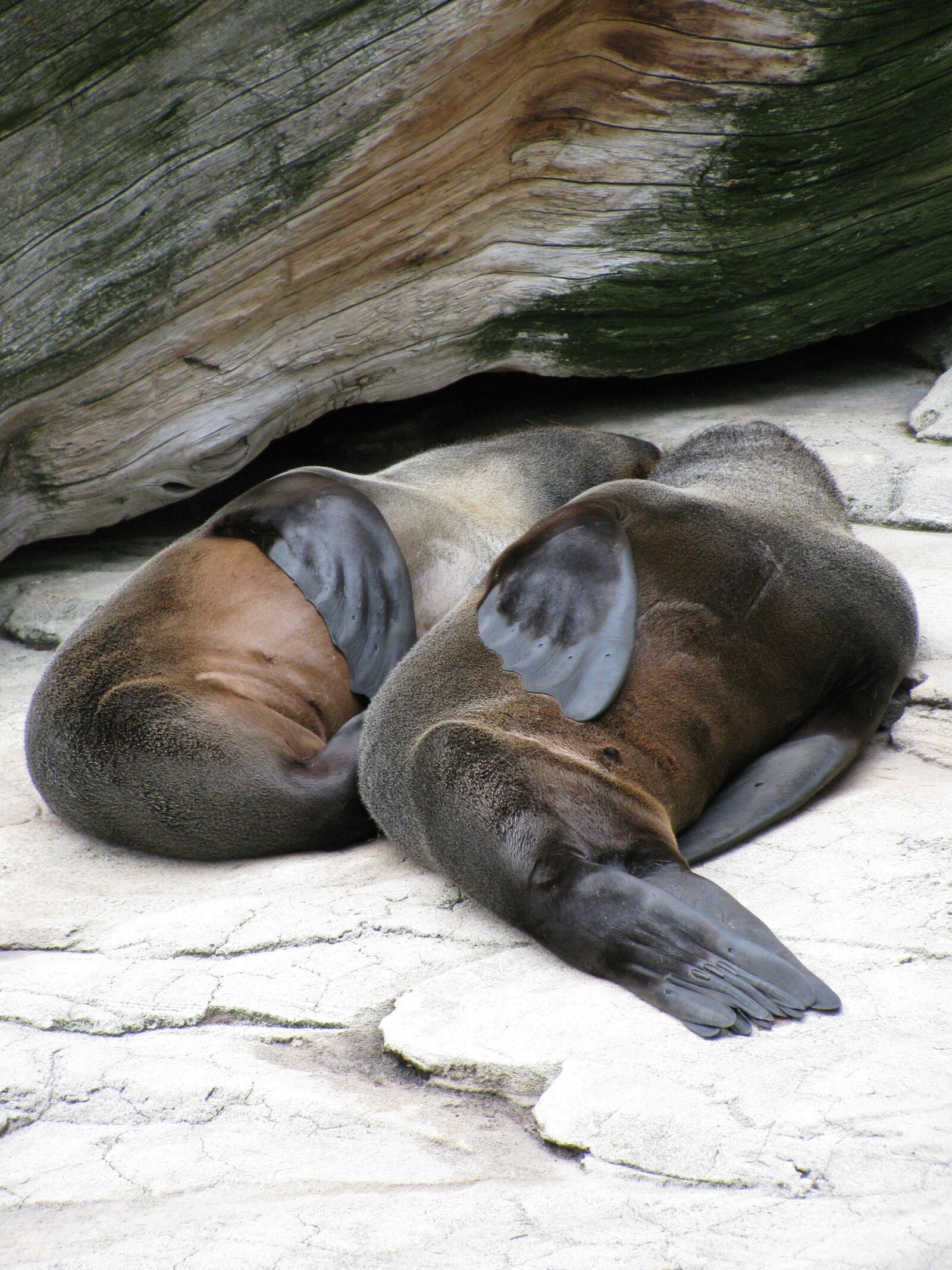 Canon PowerShot SX110 IS sample photo. Sea lions, zoo, marine photography