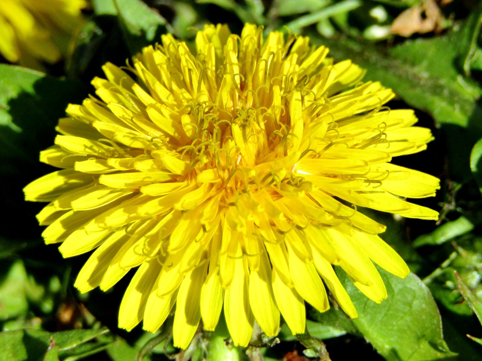 Canon POWERSHOT SX432 IS sample photo. Spring, dandelion, close up photography