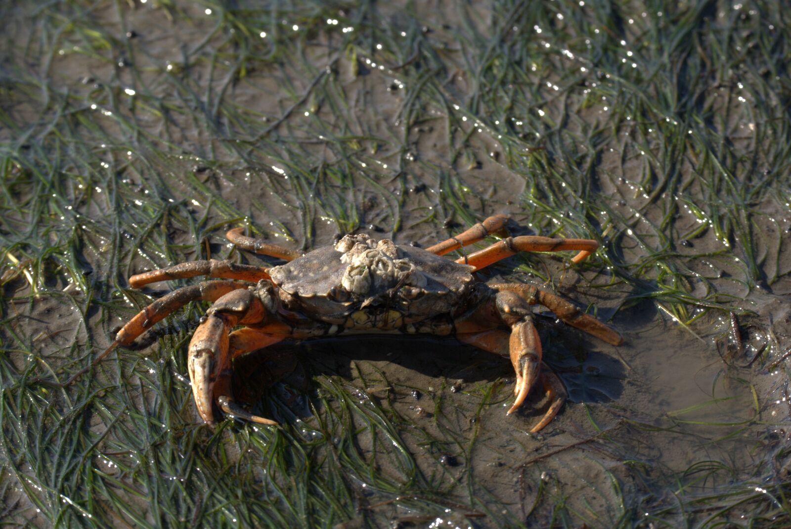 Nikon D5200 sample photo. Crab, short tail cancer photography