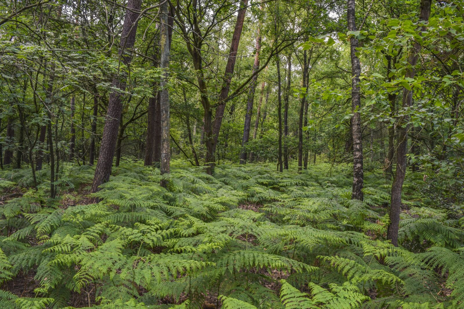 Nikon D3300 sample photo. Forest, trees, nature photography