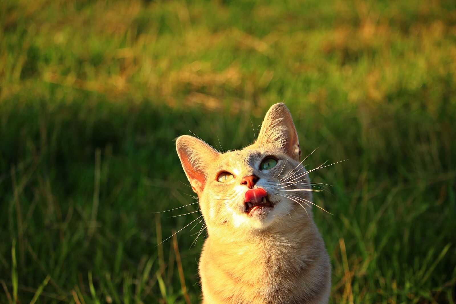 Canon EOS 100D (EOS Rebel SL1 / EOS Kiss X7) sample photo. Cat, tiger cat, mackerel photography