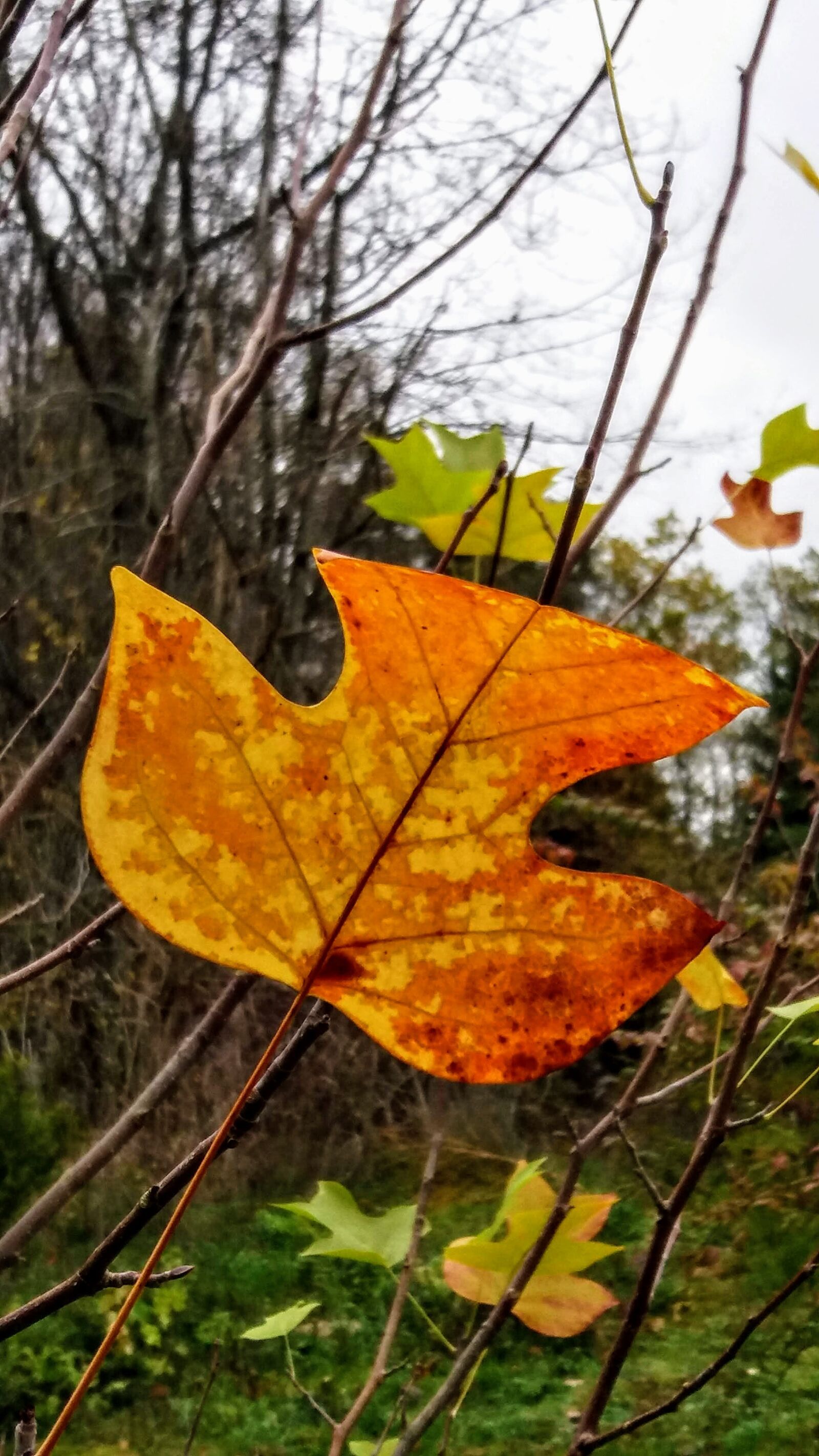 Samsung SM-J500FN sample photo. Autumn, leaf, tulip trees photography