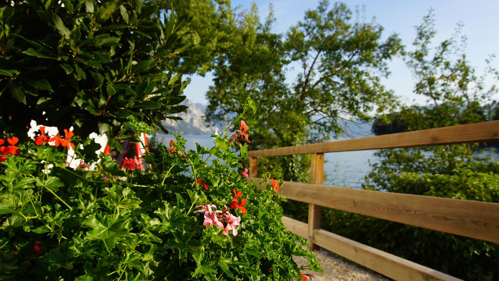 Sony a5100 sample photo. Traunsee, flowers, wood plank photography