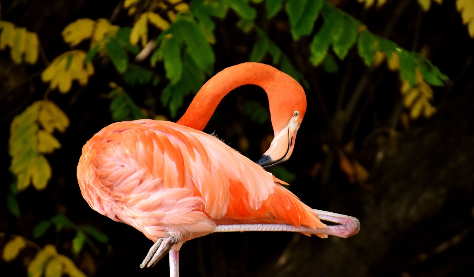 Nikon D7200 sample photo. Flamingo, bird, colorful photography