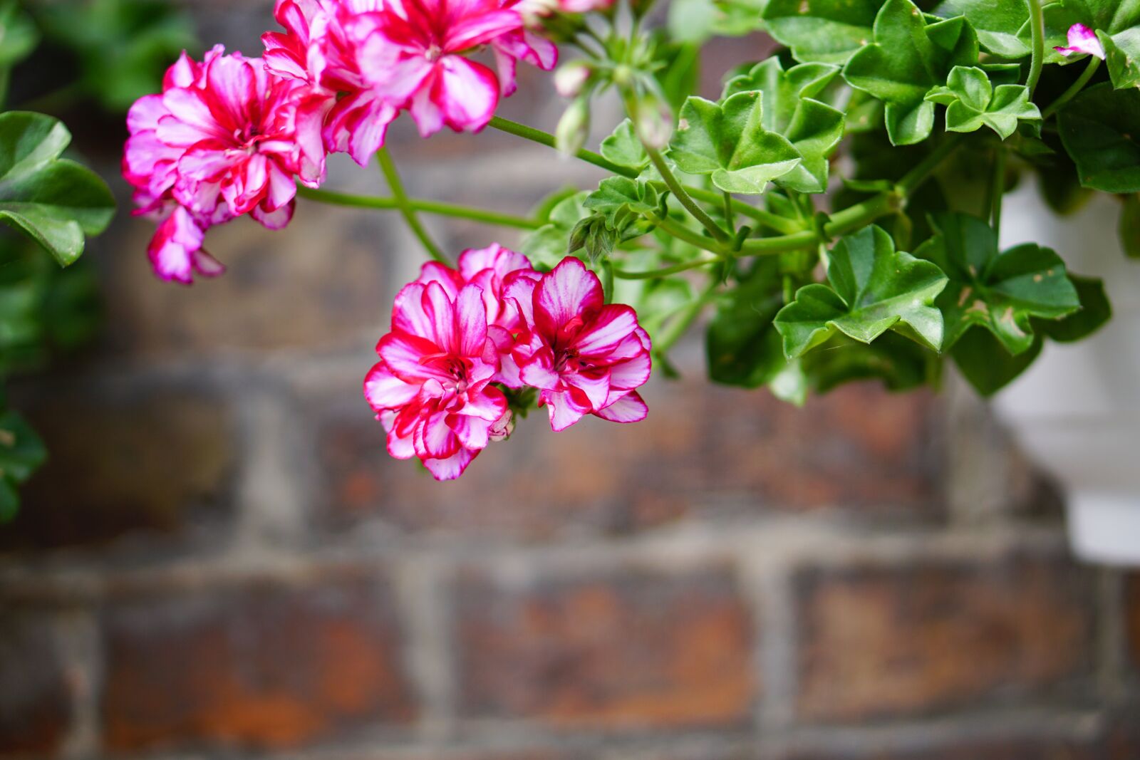 E 50mm F1.8 OSS sample photo. Pink, flowers, geranium photography