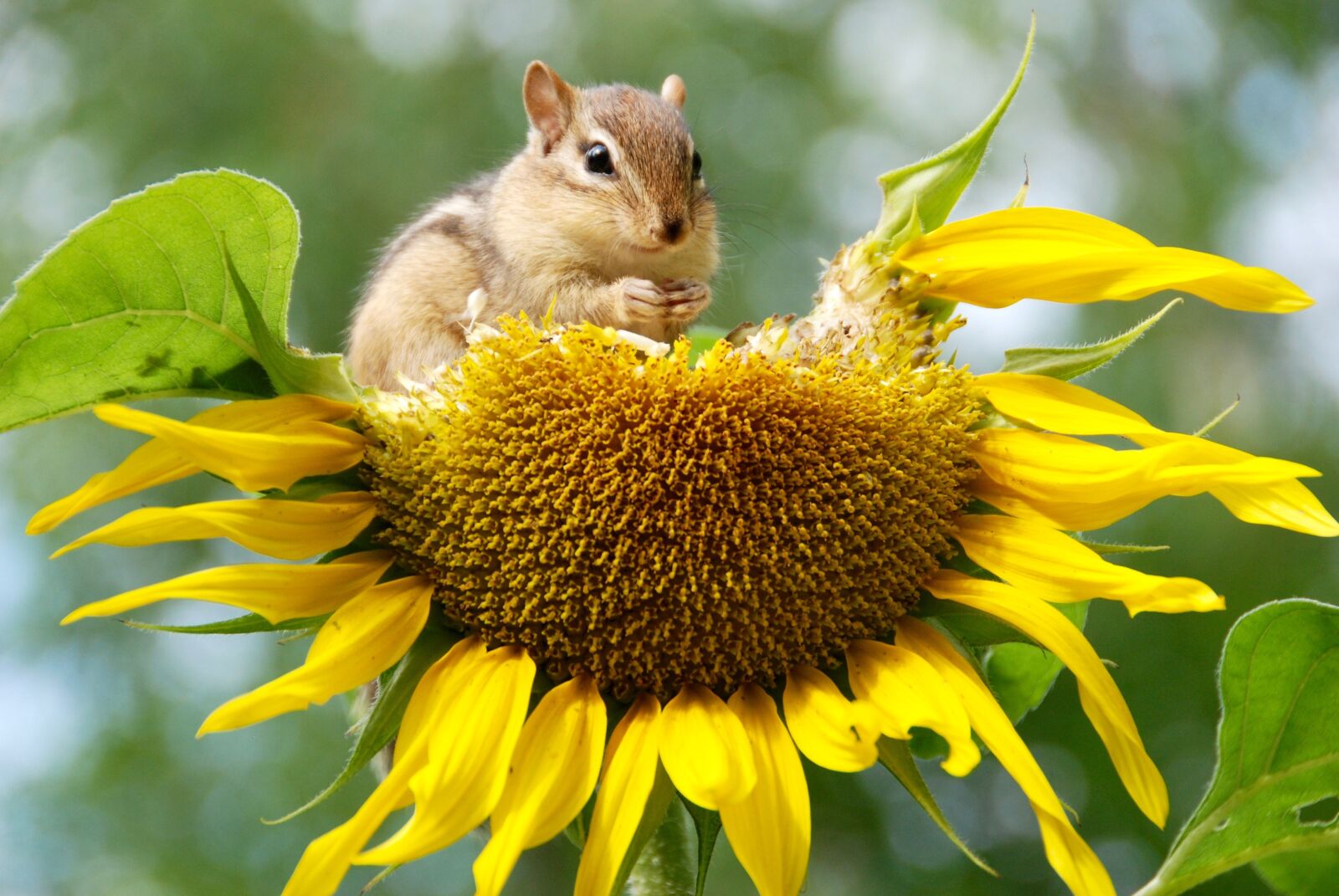 Nikon D80 sample photo. Chipmunk, animal, sunflower photography