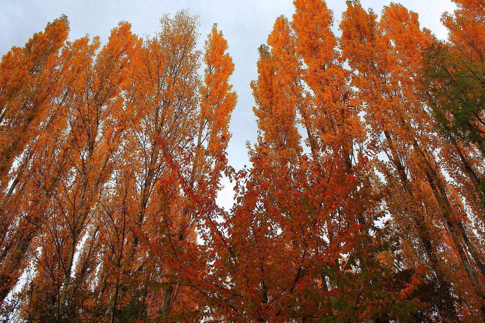 Canon EOS 1000D (EOS Digital Rebel XS / EOS Kiss F) sample photo. Autumn colours, trees, autumn photography