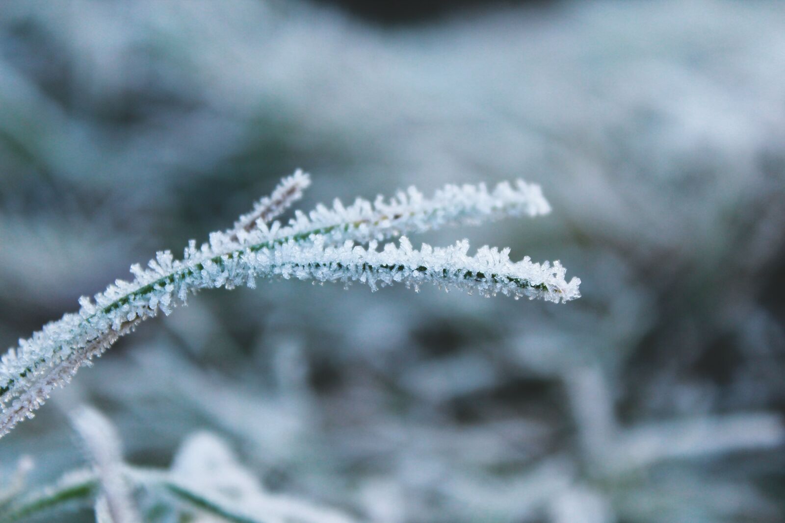 Canon EOS 1200D (EOS Rebel T5 / EOS Kiss X70 / EOS Hi) sample photo. Frost, nature, cold photography