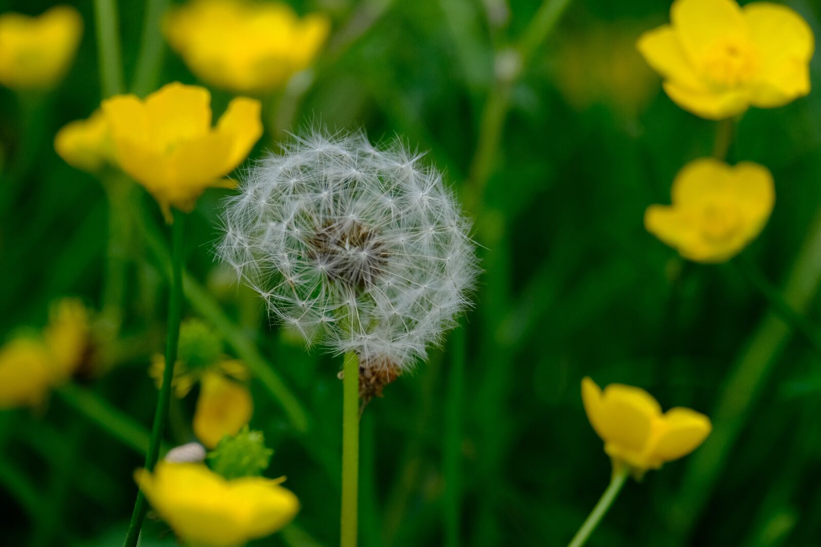 Fujifilm XF 55-200mm F3.5-4.8 R LM OIS sample photo. Flower, daisy, dandelion photography