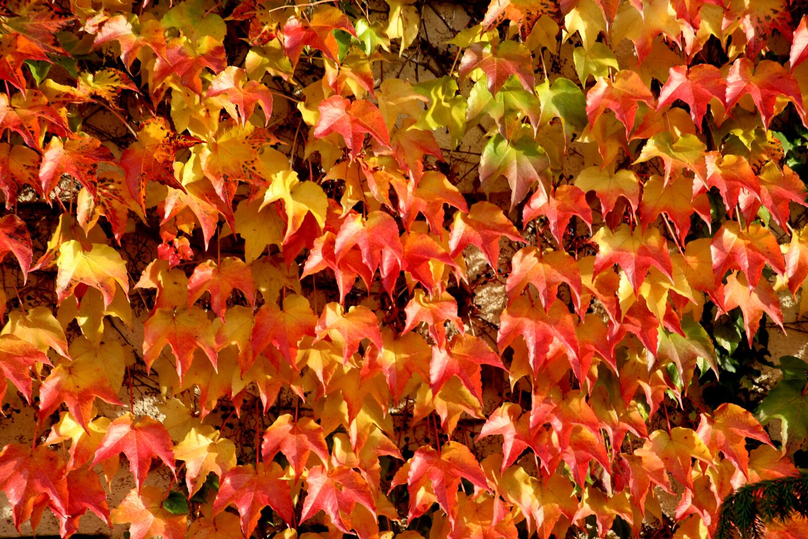 Canon EOS 1200D (EOS Rebel T5 / EOS Kiss X70 / EOS Hi) sample photo. Parthenocissus, colorful leaves, winoro photography