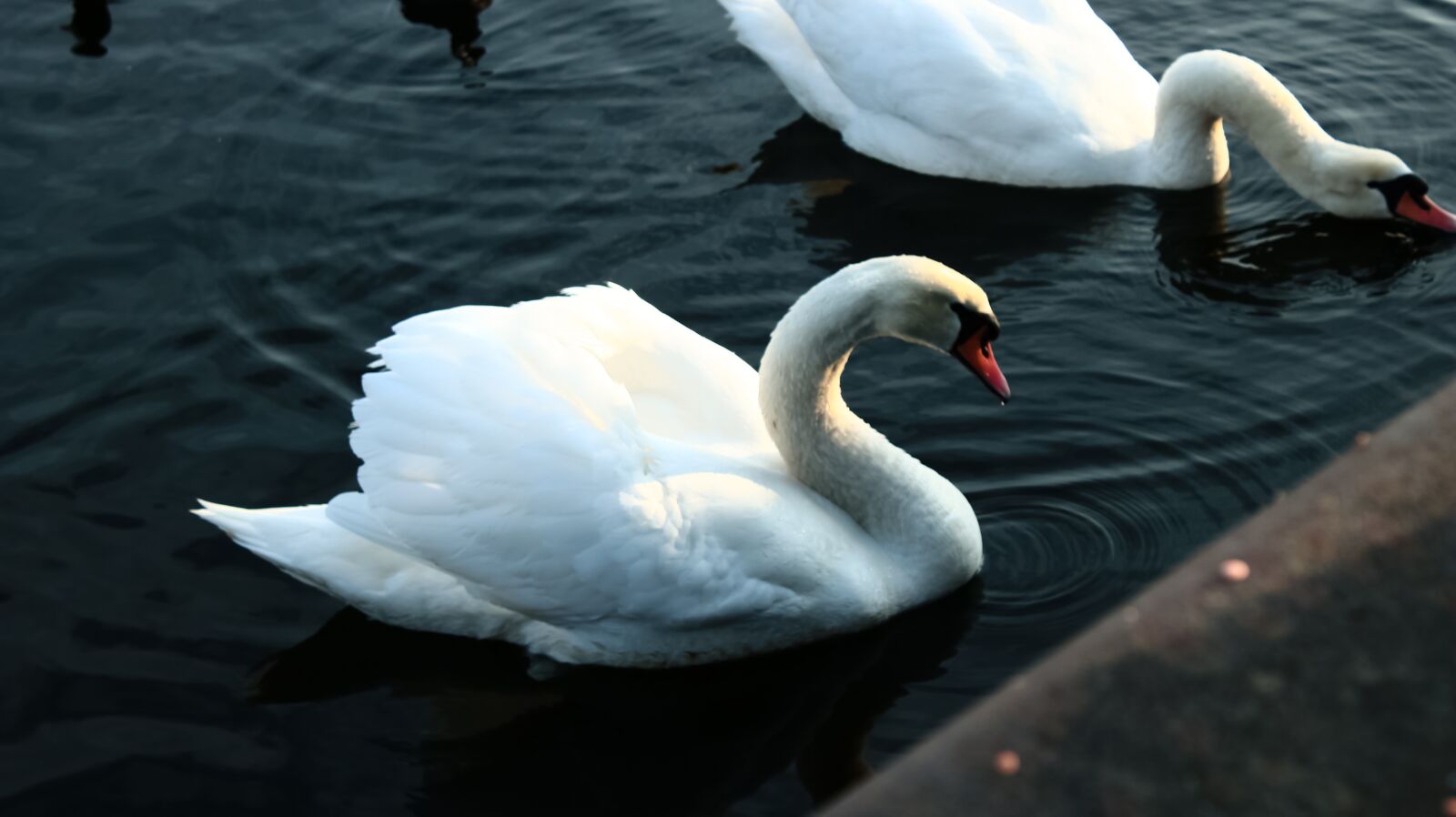 Canon EOS 750D (EOS Rebel T6i / EOS Kiss X8i) + Canon EF-S 18-55mm F3.5-5.6 III sample photo. Swans, water, bird photography