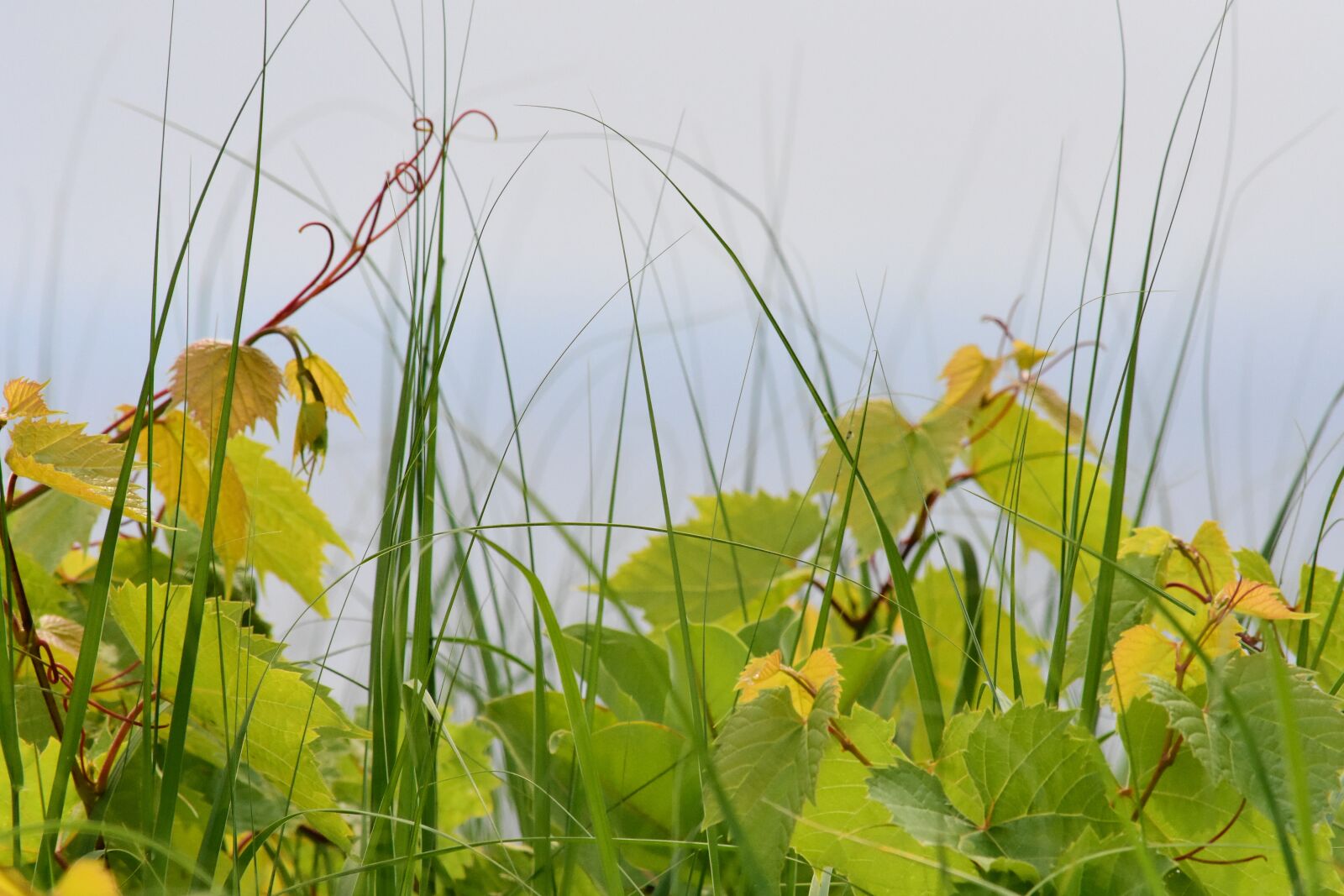Nikon D7200 sample photo. Plant, clouds, nature photography