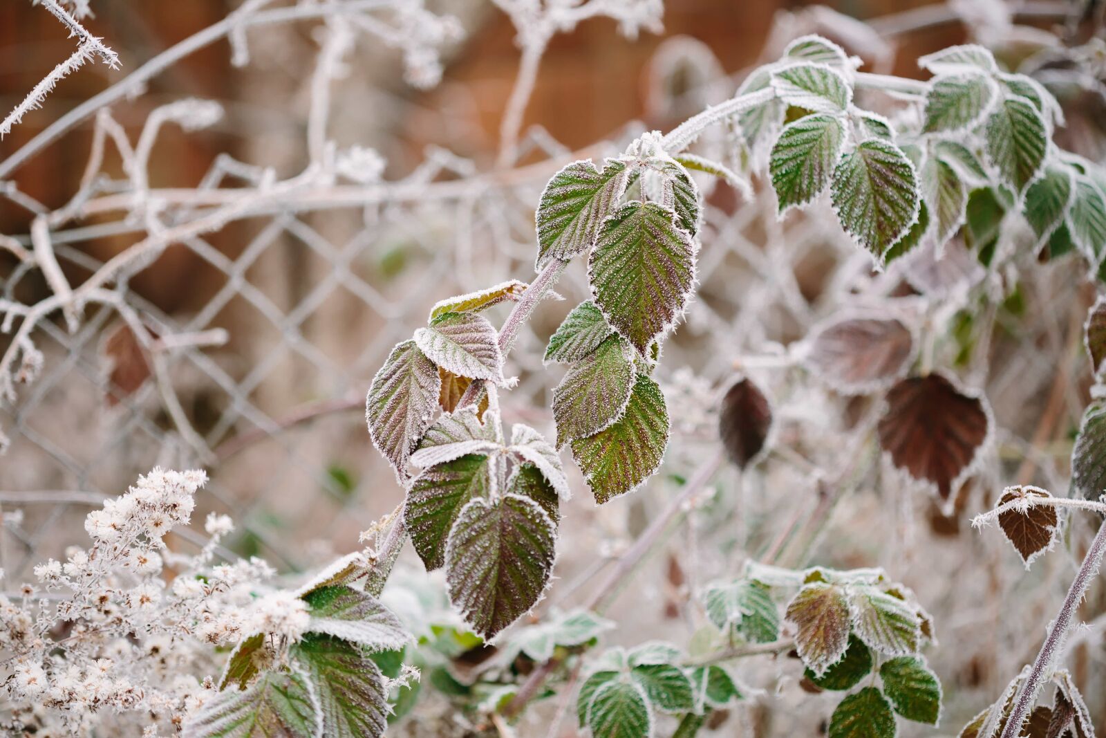 Canon EF 100mm F2.8 Macro USM sample photo. Bushes, frosty, green leaves photography