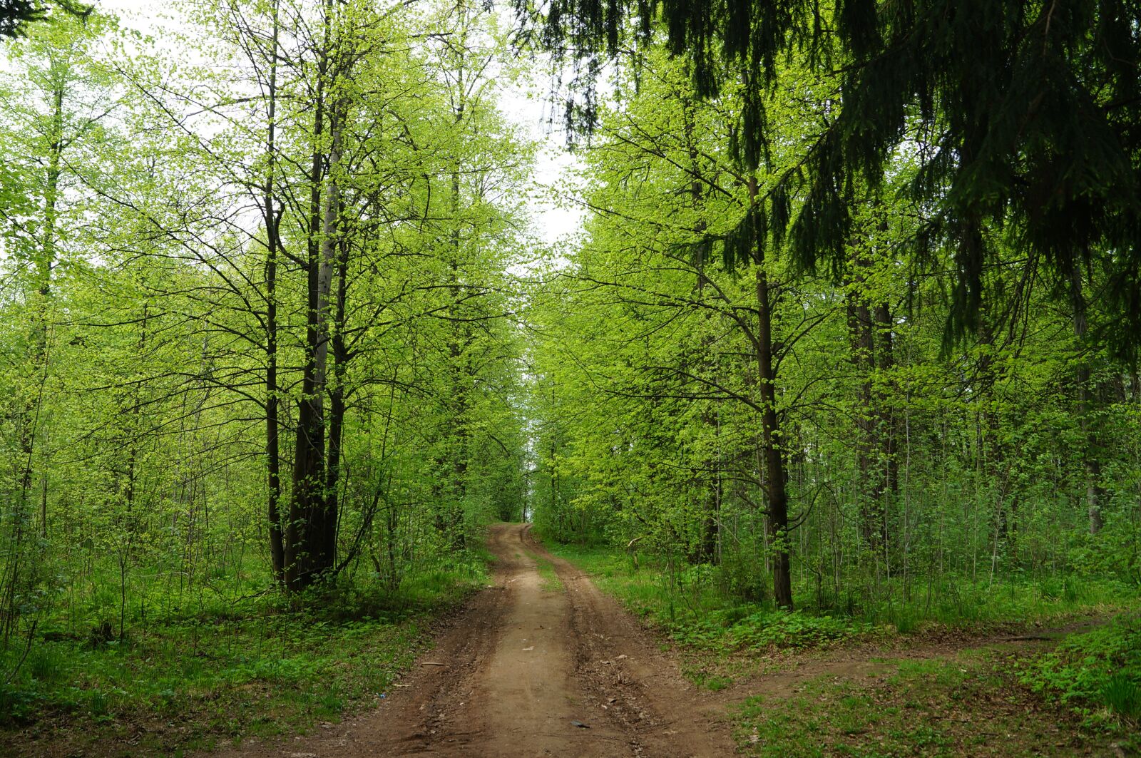 Sony SLT-A57 sample photo. Forest, silence, nature photography