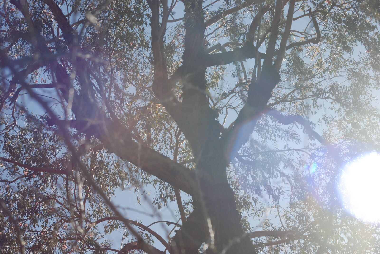 Nikon D80 sample photo. Tree, sun, nature photography