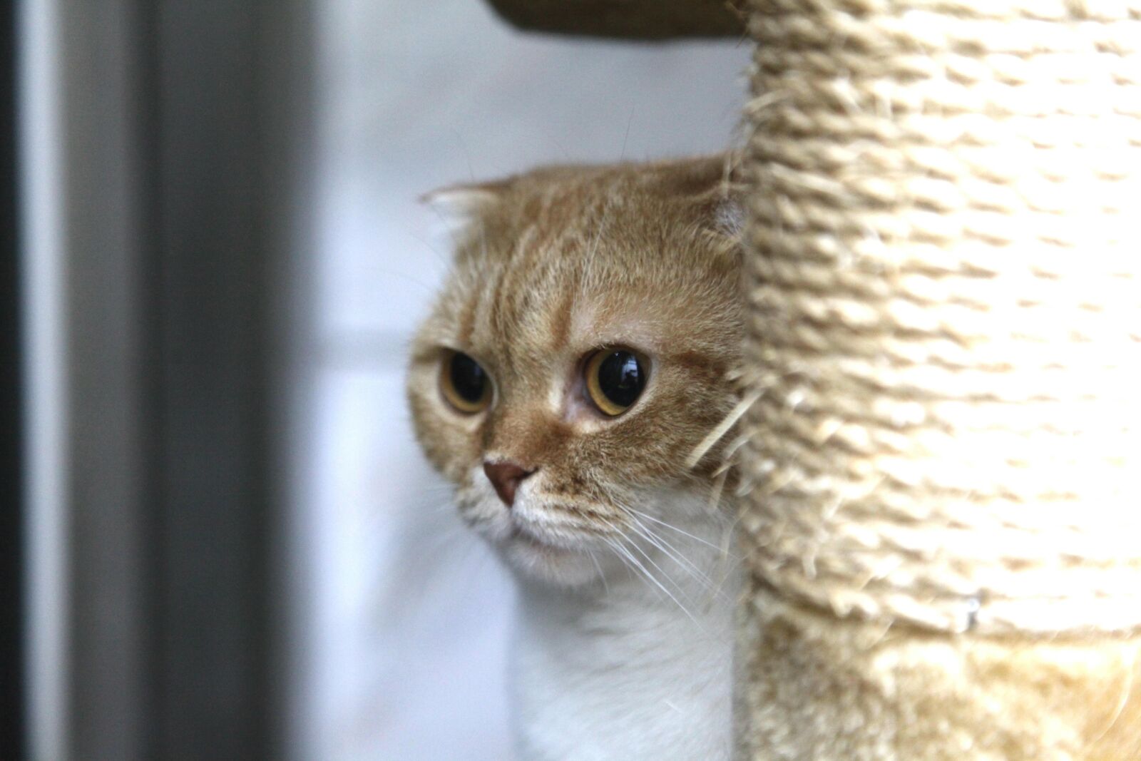 Canon EOS 5D Mark II sample photo. Hide, cat, kitten photography