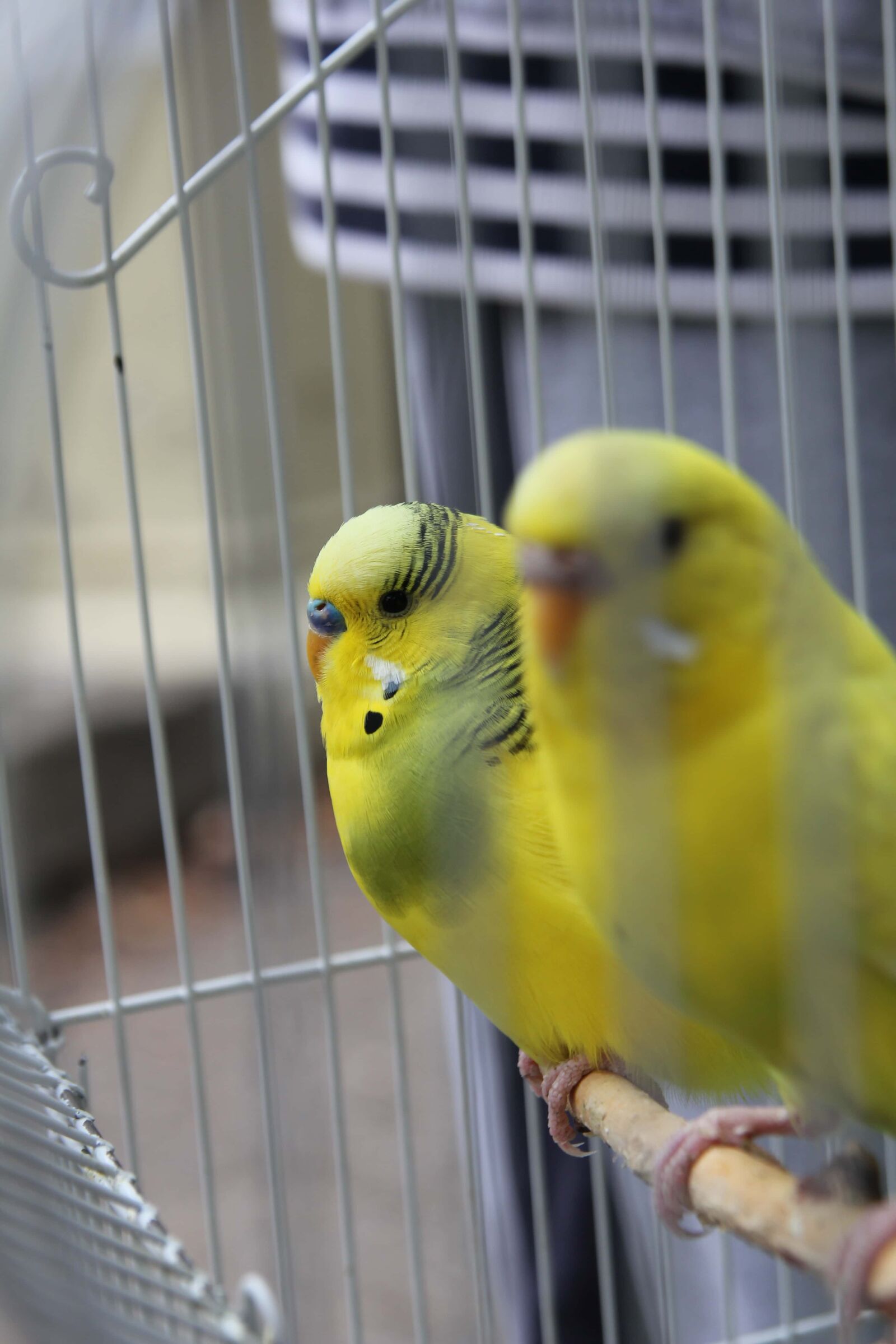 Canon EOS 550D (EOS Rebel T2i / EOS Kiss X4) sample photo. Parakeet, yellowish, pets, cage photography