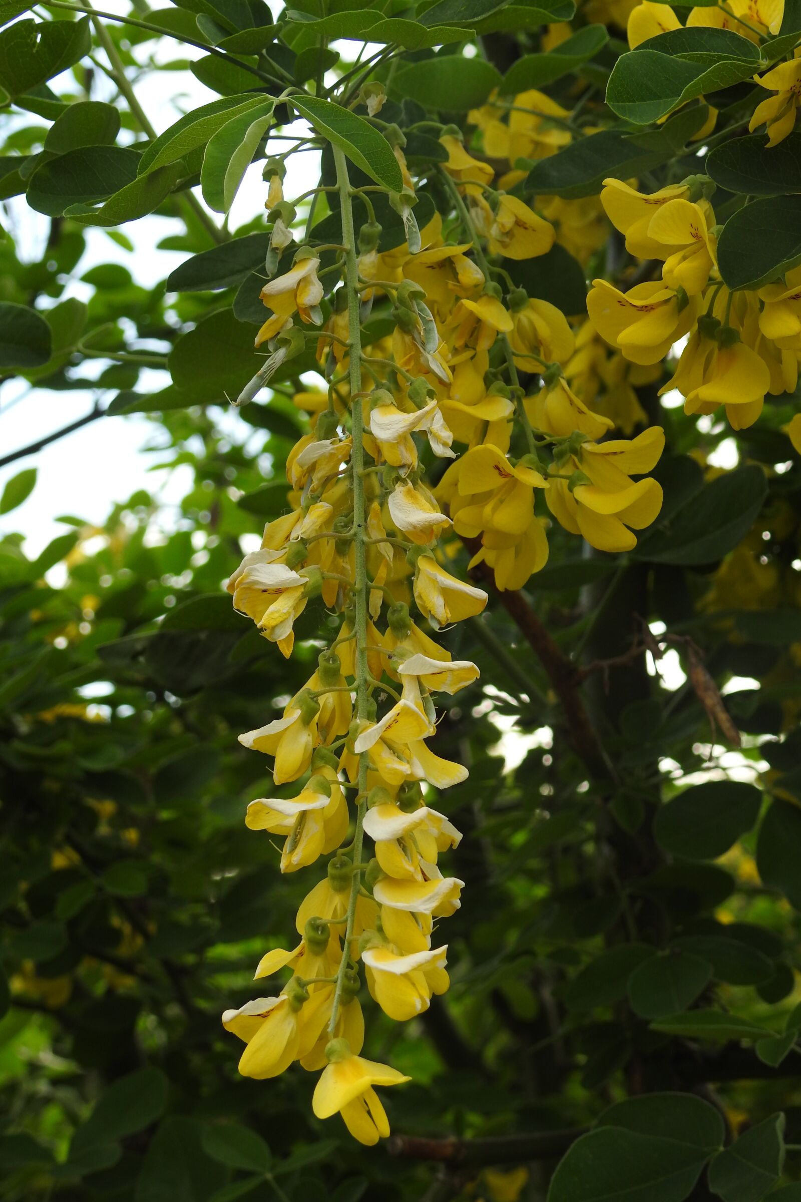 Nikon Coolpix P900 sample photo. Wisteria, bush, flowering photography