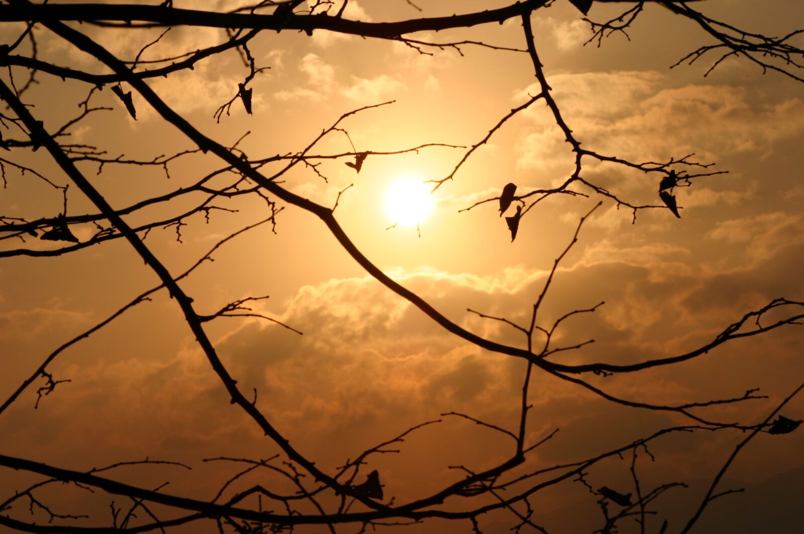 Canon EOS 300D (EOS Digital Rebel / EOS Kiss Digital) sample photo. Sunset, dawn, silhouette photography