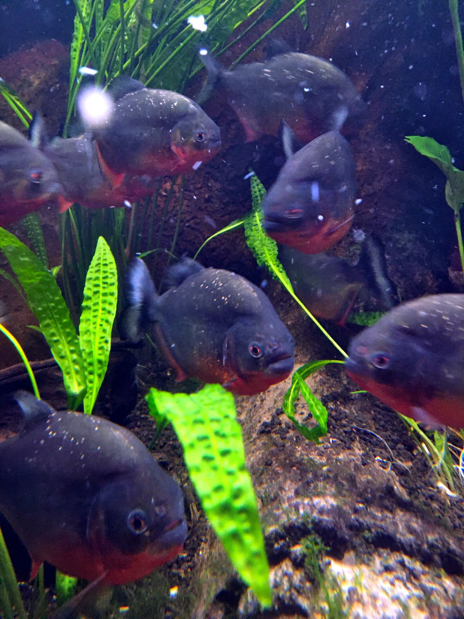 iPhone 6s back camera 4.15mm f/2.2 sample photo. Fish, aquarium, water photography