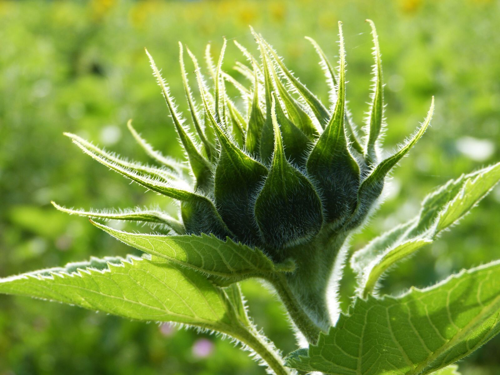 Panasonic Lumix DMC-FZ150 sample photo. Sunflower, bud, unopened photography