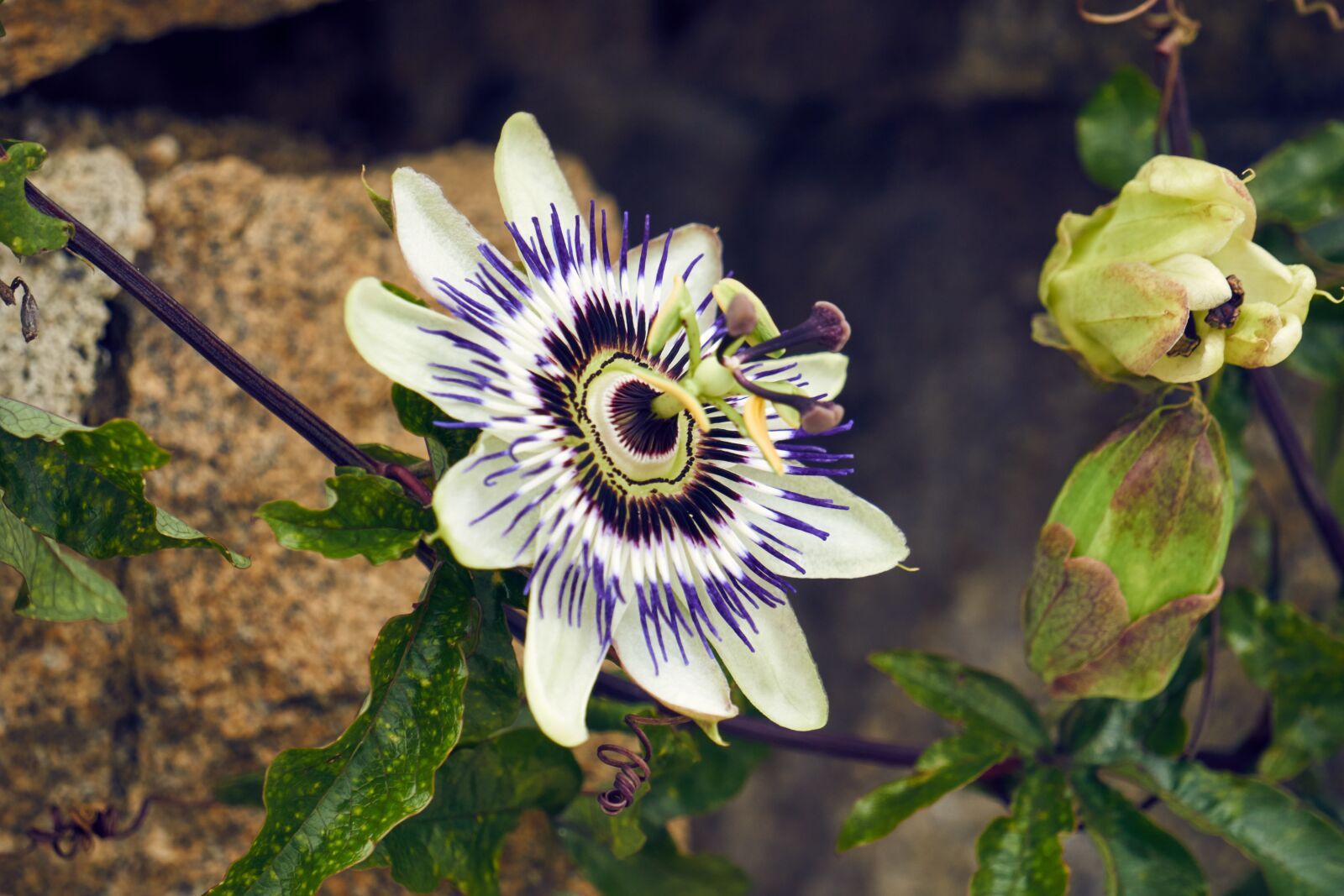 Sony E 55-210mm F4.5-6.3 OSS sample photo. Nature, flower, plant photography
