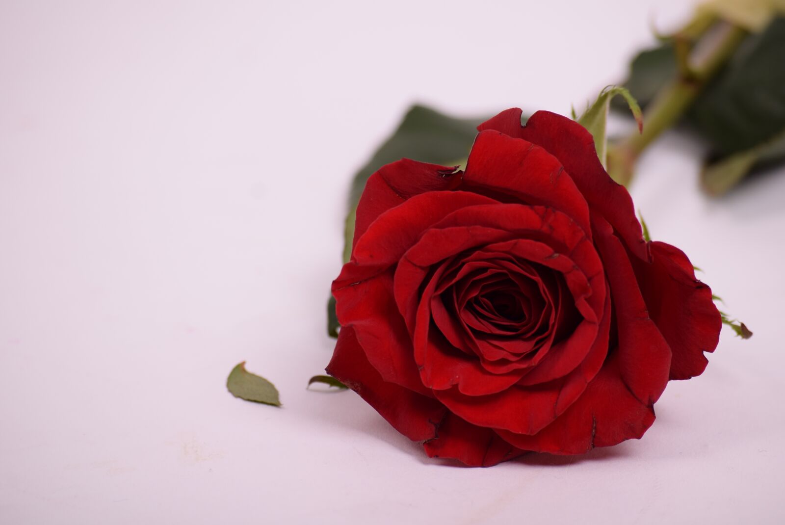Nikon D3300 sample photo. Rose, flower, petal photography
