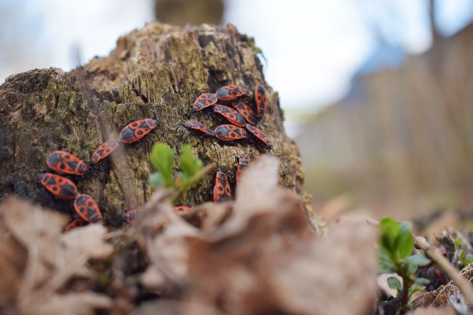 Nikon D5300 sample photo. Insects, insects red, forest photography