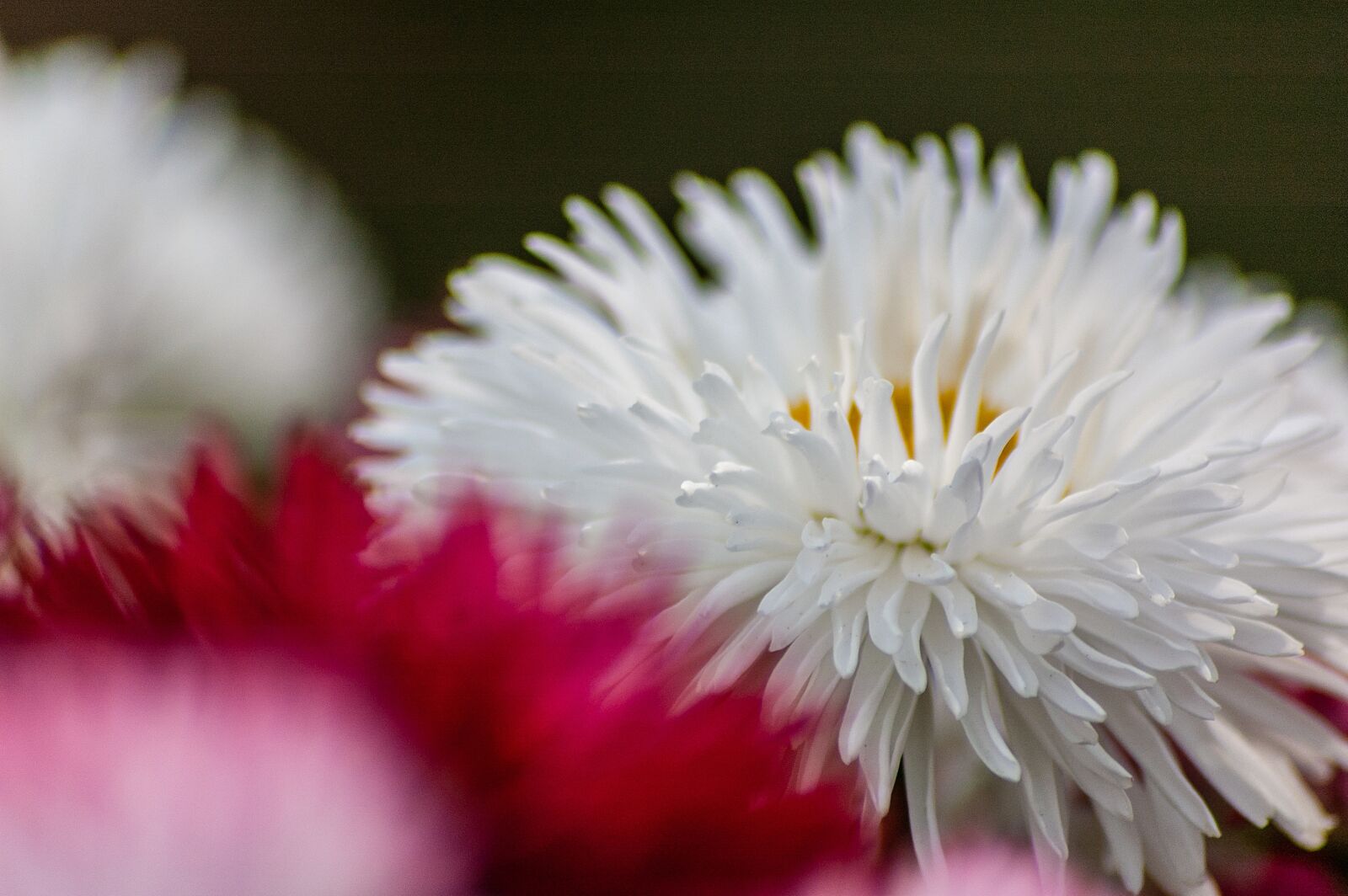 Nikon D70s sample photo. Flowers, plant, petal photography