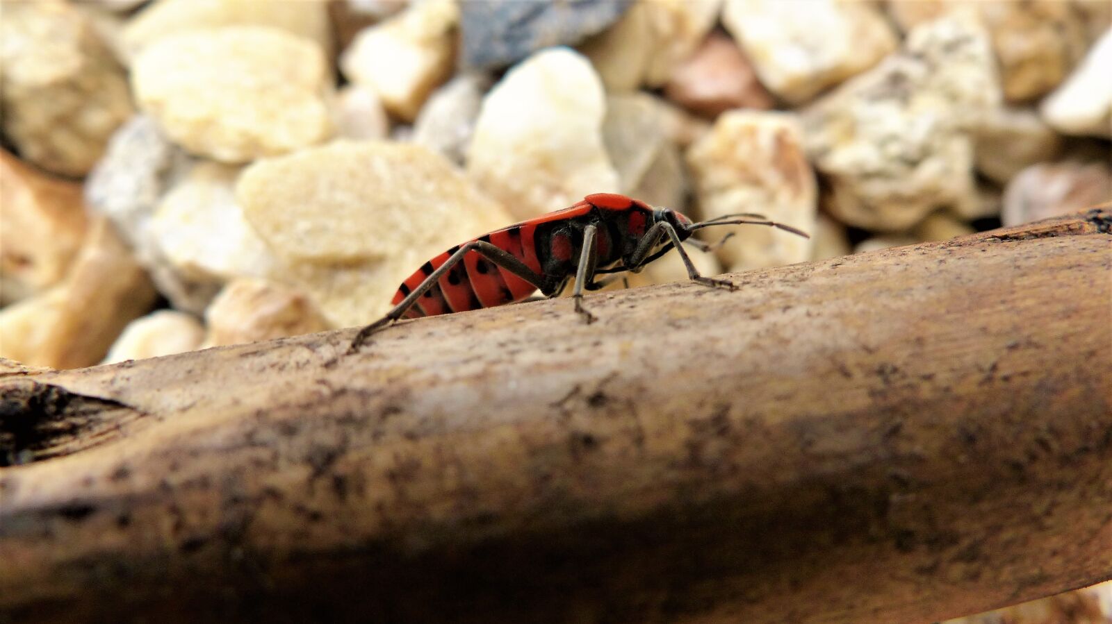 Panasonic Lumix DMC-FZ200 sample photo. Insect, nature, invertebrate photography