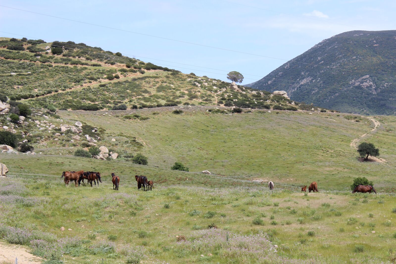 Canon EOS 600D (Rebel EOS T3i / EOS Kiss X5) sample photo. Sardinia, nature, nice photography