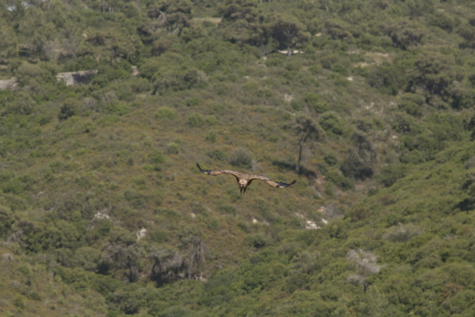 Canon EF 70-200mm F2.8L USM sample photo. Wings, fly, israel photography