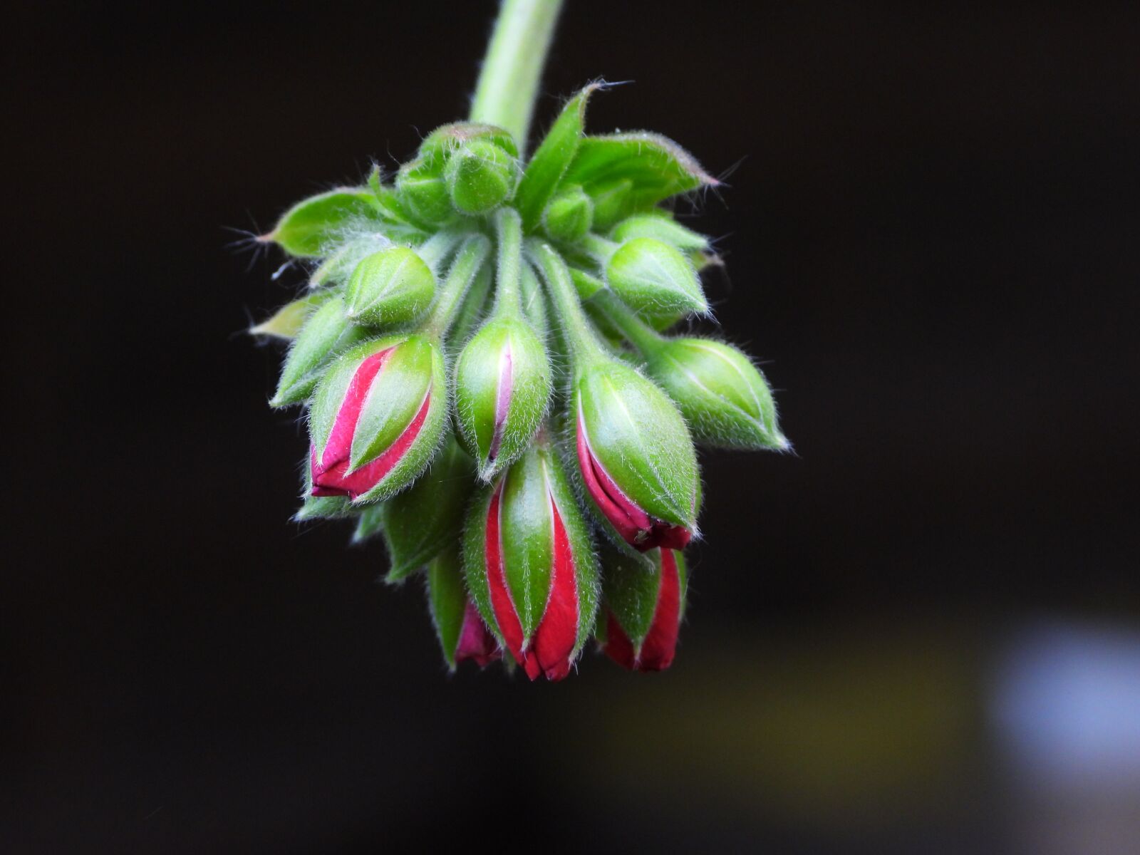 Nikon Coolpix P1000 sample photo. Geraniums, flower buds, plant photography